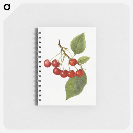 1-73_USDA-Watercolor-Fruit-Painting-Collection_memo