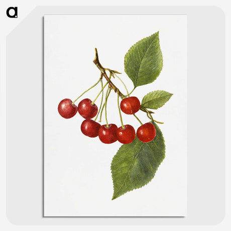 1-73_USDA-Watercolor-Fruit-Painting-Collection_picture-crop