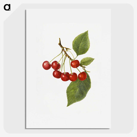 1-73_USDA-Watercolor-Fruit-Painting-Collection_picture