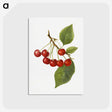 1-73_USDA-Watercolor-Fruit-Painting-Collection_postcard