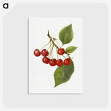 1-73_USDA-Watercolor-Fruit-Painting-Collection_postcard