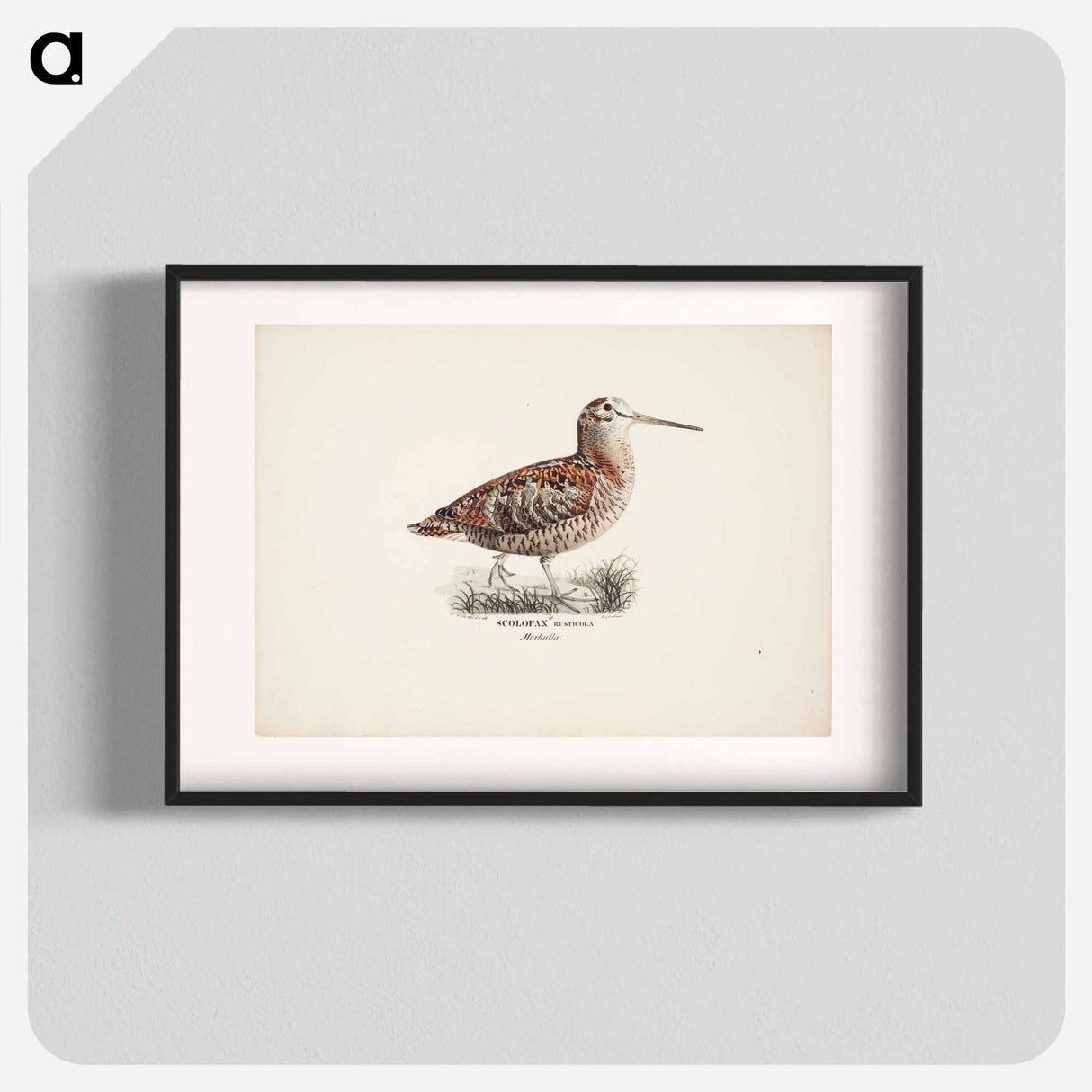 Eurasian woodcock - Wilhelm von Wright Poster.