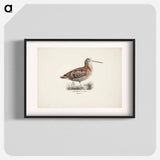 Eurasian woodcock - Wilhelm von Wright Poster.