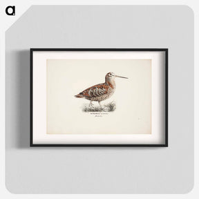 アートポスター-Eurasian woodcock - ヴィルヘルム フォン ライト Poster.