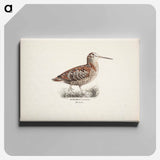 Eurasian woodcock - ヴィルヘルム フォン ライト Canvas.
