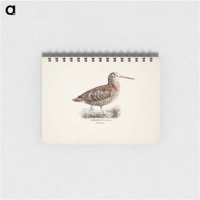 アートメモ帳-Eurasian woodcock - ヴィルヘルム フォン ライト Memo.