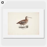 Eurasian woodcock - Wilhelm von Wright Poster.