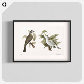 アートポスター-The Warblink Greenlet (Vireo gilvus)  The Red-eyed Greenlet (Vireo olivaceus) - ニューヨークの動物学 Poster.