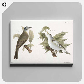 アートパネル-The Warblink Greenlet (Vireo gilvus)  The Red-eyed Greenlet (Vireo olivaceus) - ニューヨークの動物学 Canvas.