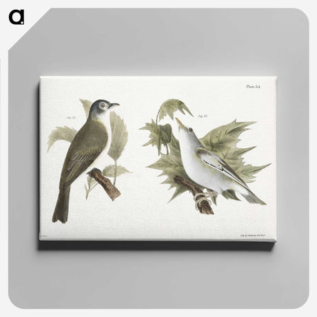 1-73_Zoology-of-New-York_canvas
