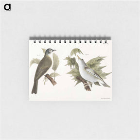アートメモ帳-The Warblink Greenlet (Vireo gilvus)  The Red-eyed Greenlet (Vireo olivaceus) - ニューヨークの動物学 Memo.
