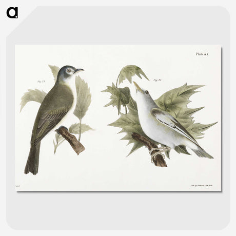 1-73_Zoology-of-New-York_picture-crop