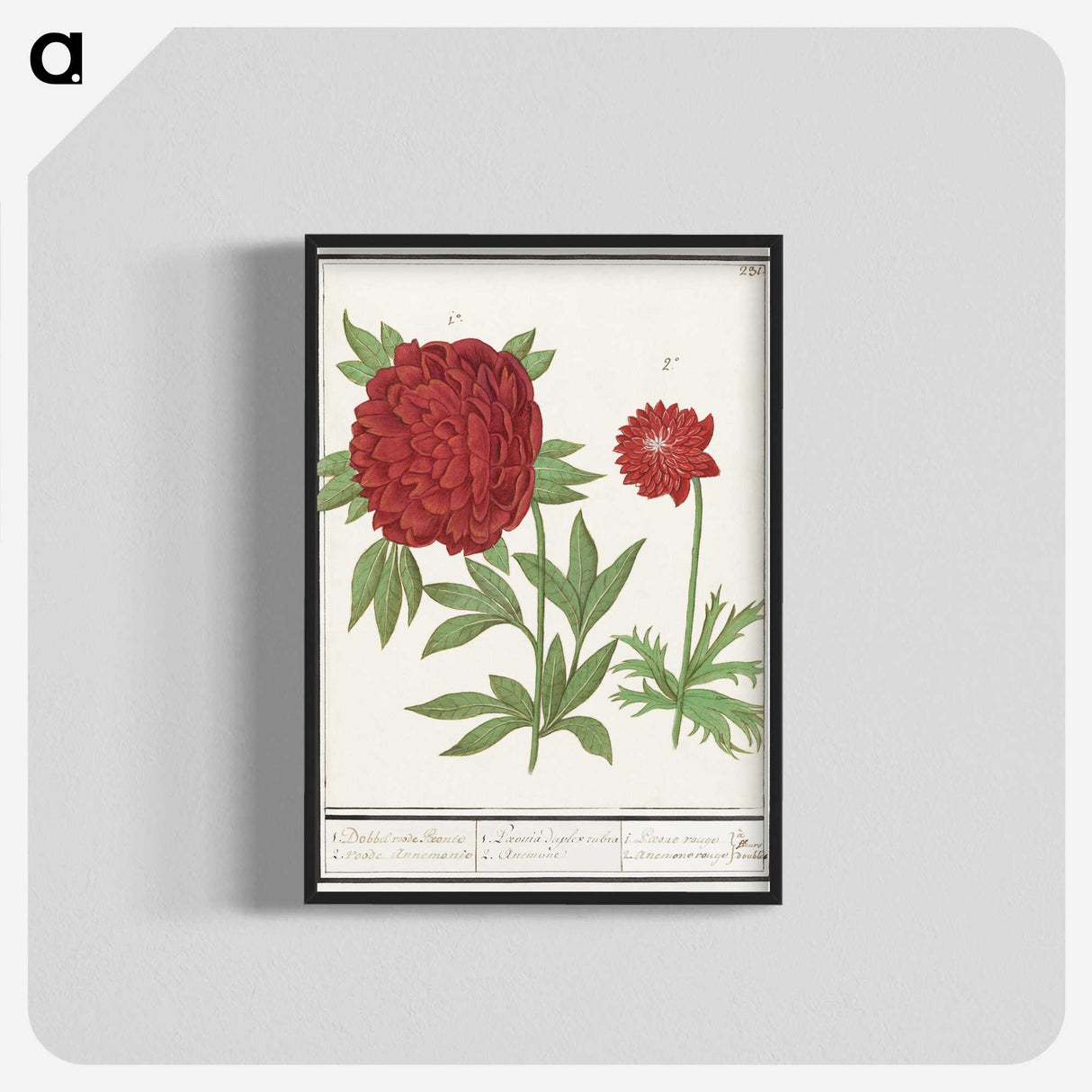 1-74_Anselmus-Boetius-de-Boodt_blk-crop