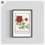 1-74_Anselmus-Boetius-de-Boodt_blk