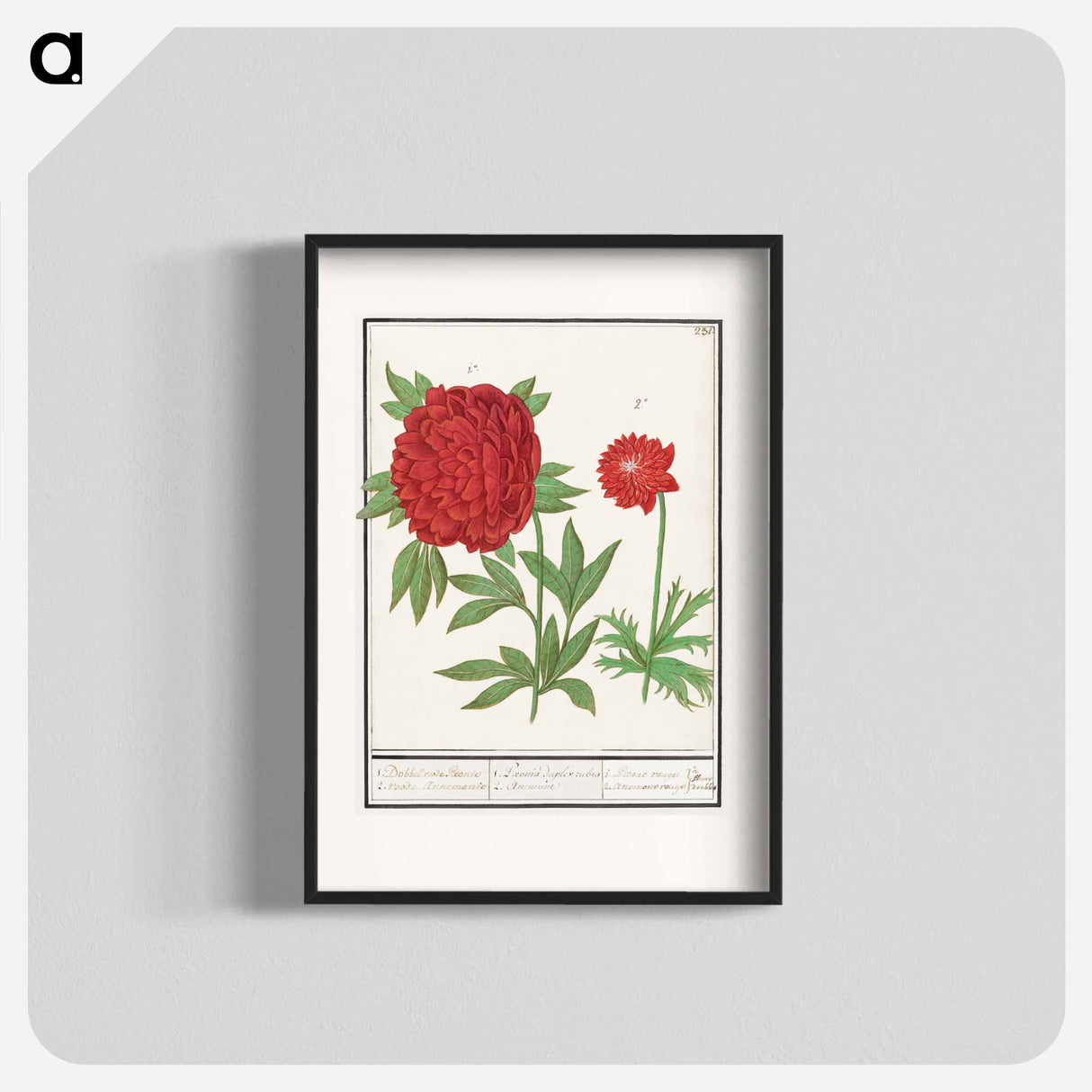 Peony, Paeonia and Anemone - アンセルムス ボエティウス デ ブート Poster.