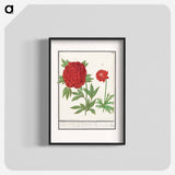Peony, Paeonia and Anemone - アンセルムス ボエティウス デ ブート Poster.