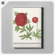 1-74_Anselmus-Boetius-de-Boodt_canvas
