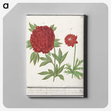 1-74_Anselmus-Boetius-de-Boodt_canvas