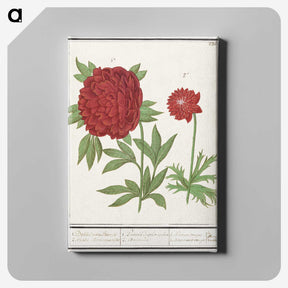 1-74_Anselmus-Boetius-de-Boodt_canvas