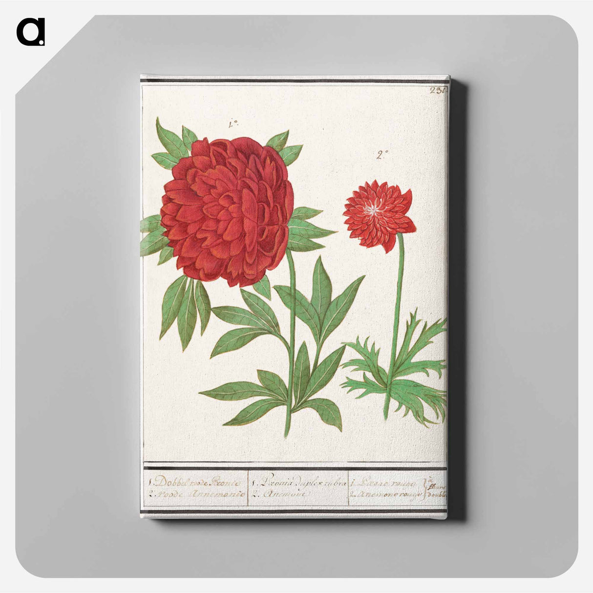 Peony, Paeonia and Anemone - アンセルムス ボエティウス デ ブート Canvas.