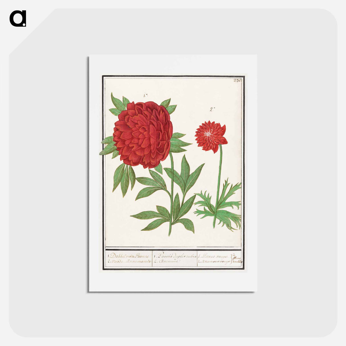 Peony, Paeonia and Anemone - アンセルムス ボエティウス デ ブート Postcard.