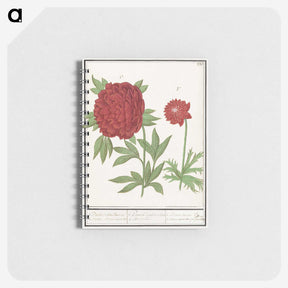 1-74_Anselmus-Boetius-de-Boodt_memo
