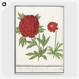1-74_Anselmus-Boetius-de-Boodt_picture-crop
