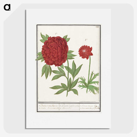 1-74_Anselmus-Boetius-de-Boodt_picture