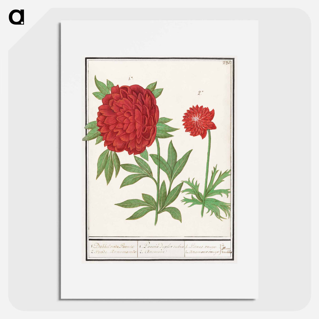 Peony, Paeonia and Anemone - アンセルムス ボエティウス デ ブート Poster.