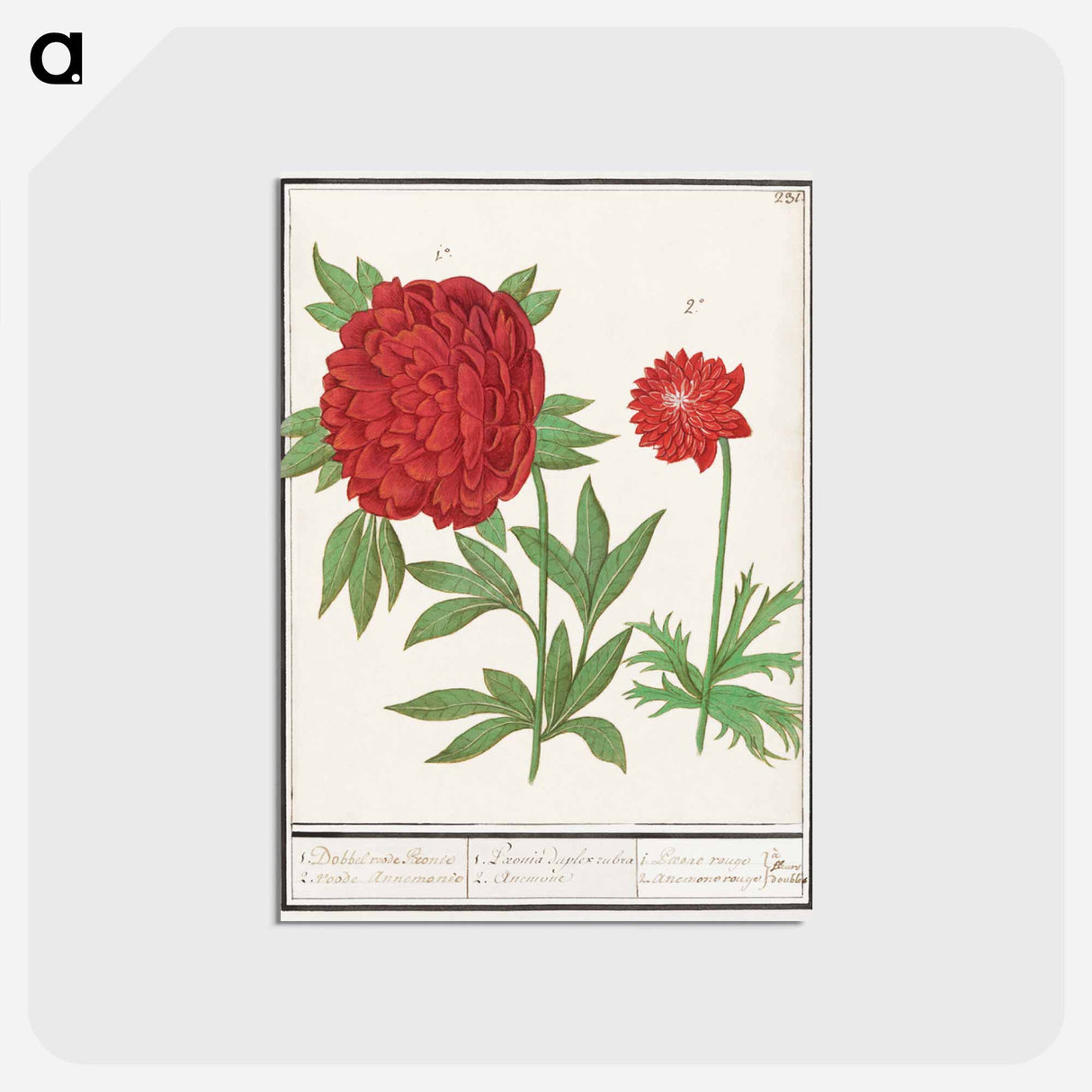 Peony, Paeonia and Anemone - アンセルムス ボエティウス デ ブート Postcard.