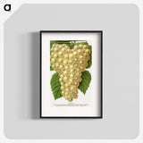 1-74_Botanical-Specimen-Plates_blk