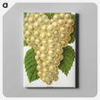 1-74_Botanical-Specimen-Plates_canvas