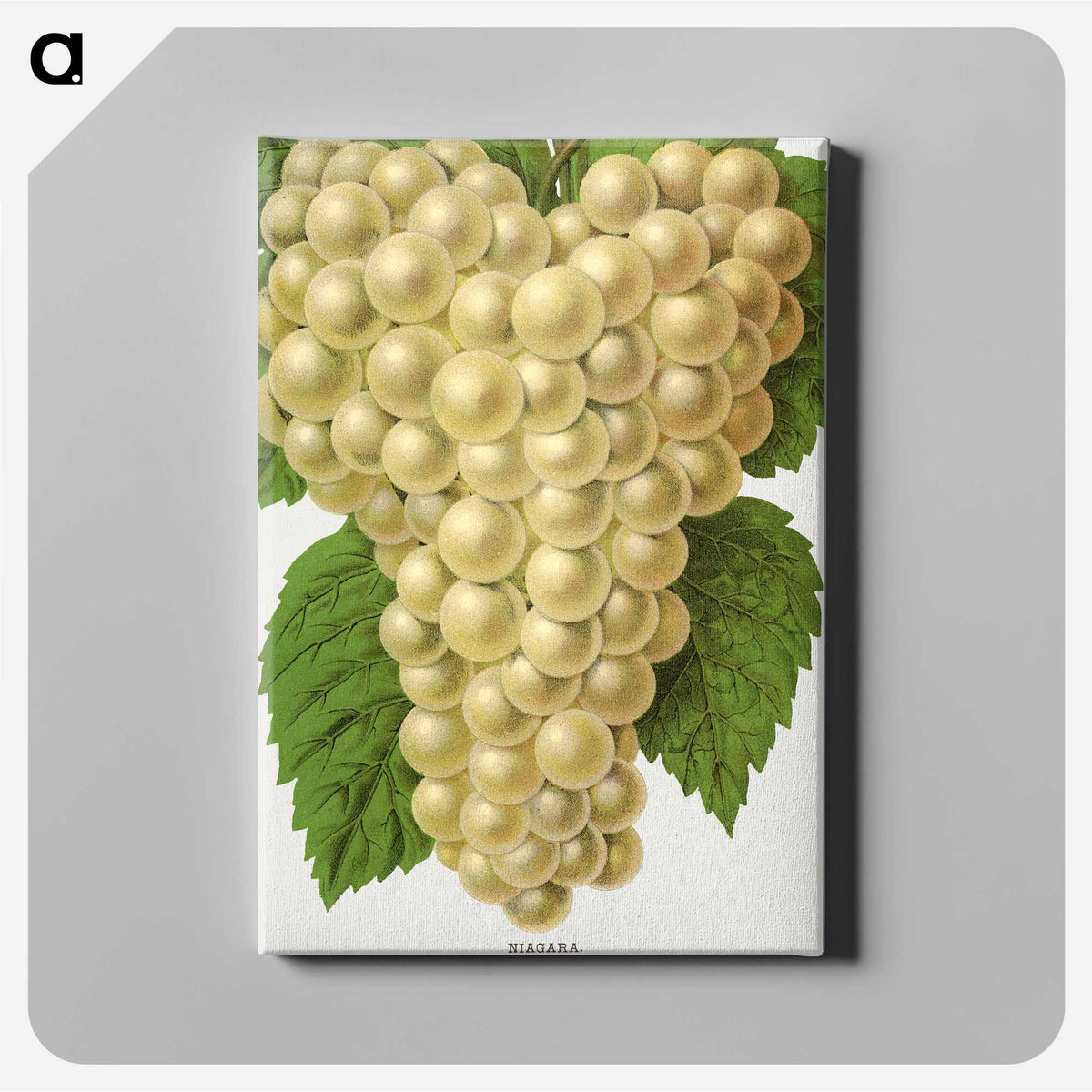 1-74_Botanical-Specimen-Plates_canvas