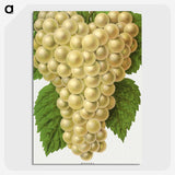 1-74_Botanical-Specimen-Plates_picture-crop