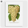 1-74_Botanical-Specimen-Plates_picture