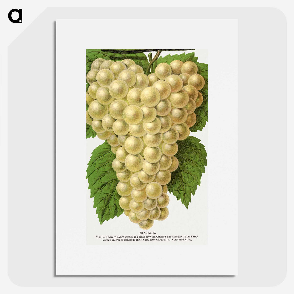 1-74_Botanical-Specimen-Plates_picture