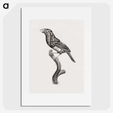 1-74_Des-Oiseaux-de-Paradis_picture