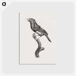 1-74_Des-Oiseaux-de-Paradis_postcard