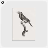 1-74_Des-Oiseaux-de-Paradis_postcard