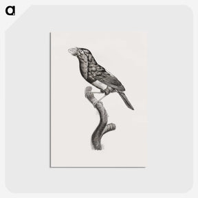 1-74_Des-Oiseaux-de-Paradis_postcard