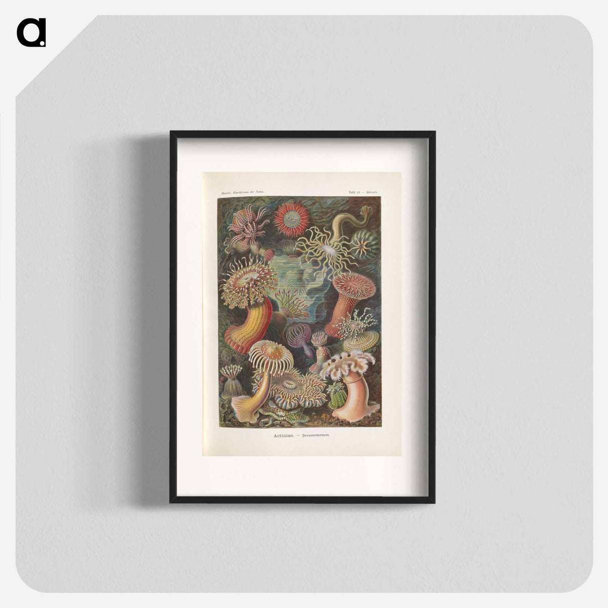 Marine life illustration - エルンスト ヘッケル Poster.