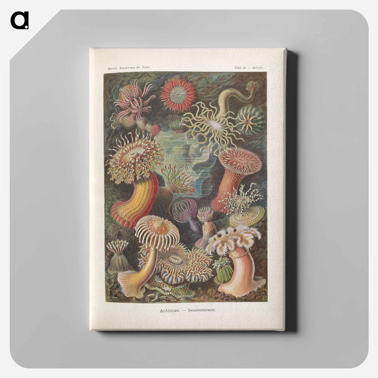 Marine life illustration - エルンスト ヘッケル Canvas.