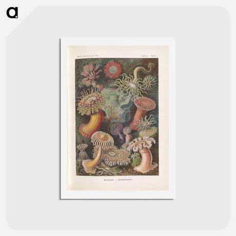 アートポストカード-Marine life illustration - エルンスト ヘッケル Postcard.