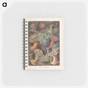 アートメモ帳-Marine life illustration - エルンスト ヘッケル Memo.