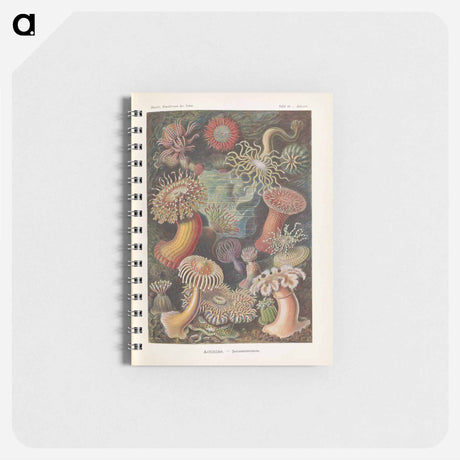 アートメモ帳-Marine life illustration - エルンスト ヘッケル Memo.