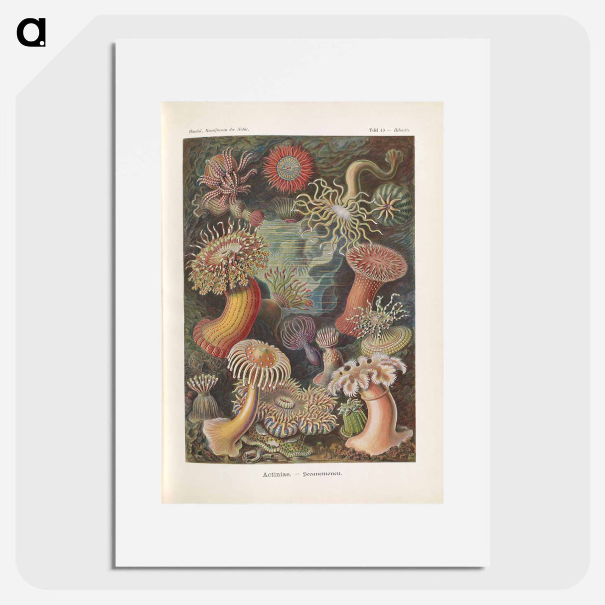 Marine life illustration - エルンスト ヘッケル Poster.