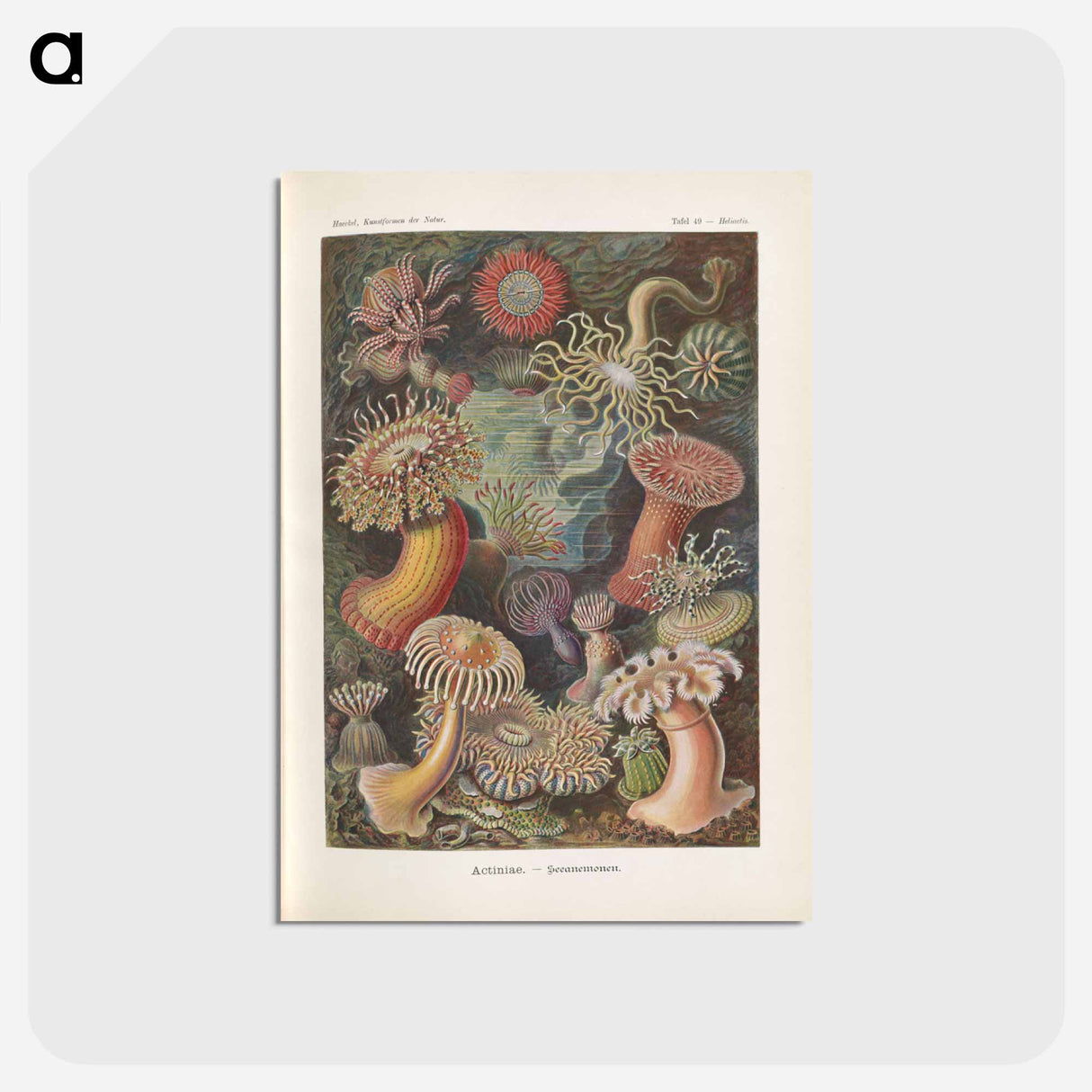 アートポストカード-Marine life illustration - エルンスト ヘッケル Postcard.