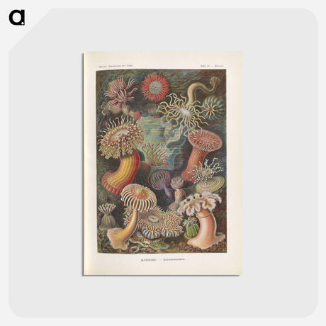 アートポストカード-Marine life illustration - エルンスト ヘッケル Postcard.