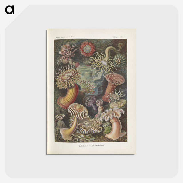 1-74_Ernst-Haeckel_postcard