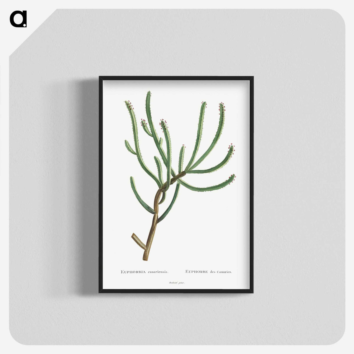 1-74_Histoire-des-Plantes-Grasses_blk-crop